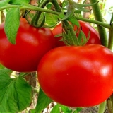 Komšijska zavist paradajza: karakteristike i opis sorte